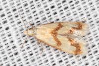 Aethes bilbaensis