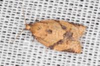 Clepsis consimilana