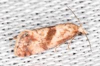 Cochylidia