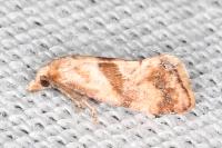 Cochylidia