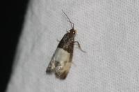 Notocelia cynosbatella