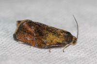 Ptycholoma lecheana