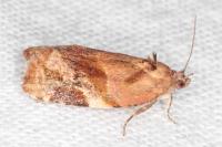 Ditula angustiorana