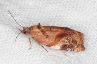 Ditula angustiorana