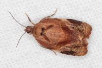 Ditula angustiorana