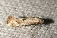 Elachista contaminatella