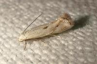 Elachista contaminatella