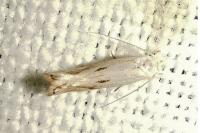 Elachista contaminatella