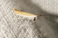 Aspilapteryx tringipennella