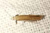 Aspilapteryx tringipennella