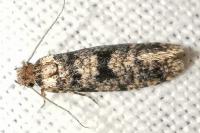 Morophaga morella