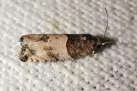 Gypsonoma aceriana