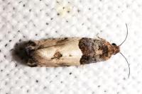 Gypsonoma aceriana