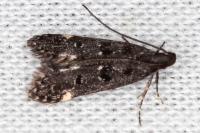 Dichomeris alacella