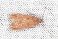 Helcystogramma lutatella
