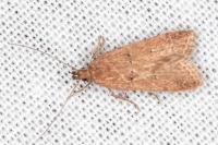 Helcystogramma lutatella