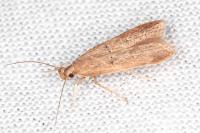 Helcystogramma lutatella