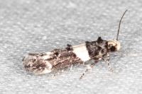 Recurvaria leucatella