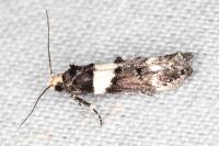 Recurvaria leucatella