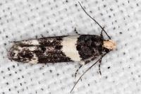 Recurvaria leucatella
