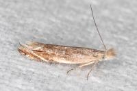 Sophronia sicariellus
