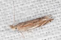 Sophronia sicariellus