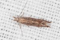 Sophronia sicariellus