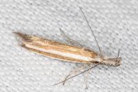Pleurota aristella