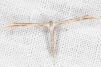 Emmelina monodactyla