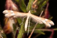 Marasmarcha oxydactyla