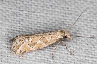 Ateliotum hungaricellum