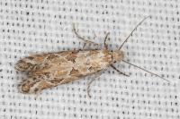 Ateliotum hungaricellum