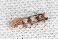 Infurcitinea