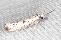 Yponomeuta plumbella
