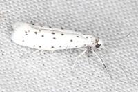Yponomeuta