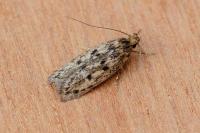 Hofmannophila pseudospretella