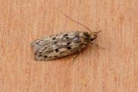 Hofmannophila pseudospretella