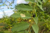 Parectopa robiniella