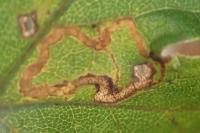 Stigmella aceris