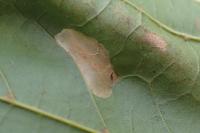 Phyllonorycter joannisi