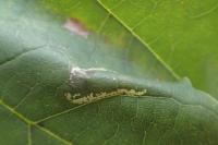 Phyllonorycter joannisi