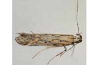 Metzneria