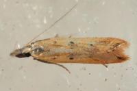Dichomeris acuminata