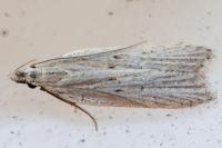 Dichomeris limbipunctella