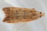 Helcystogramma lutatella