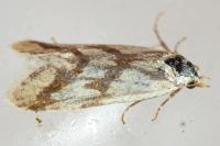 Aethes