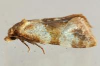Phalonidia contractana