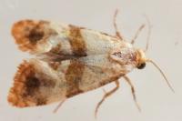 Phalonidia contractana