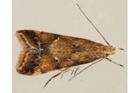Brachmia blandella