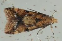 Brachmia blandella